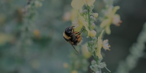 bee conservation